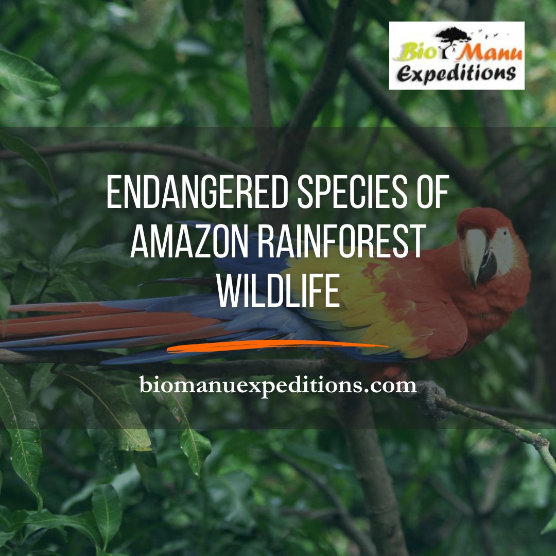 Endangered species of Amazon Rainforest Wildlife