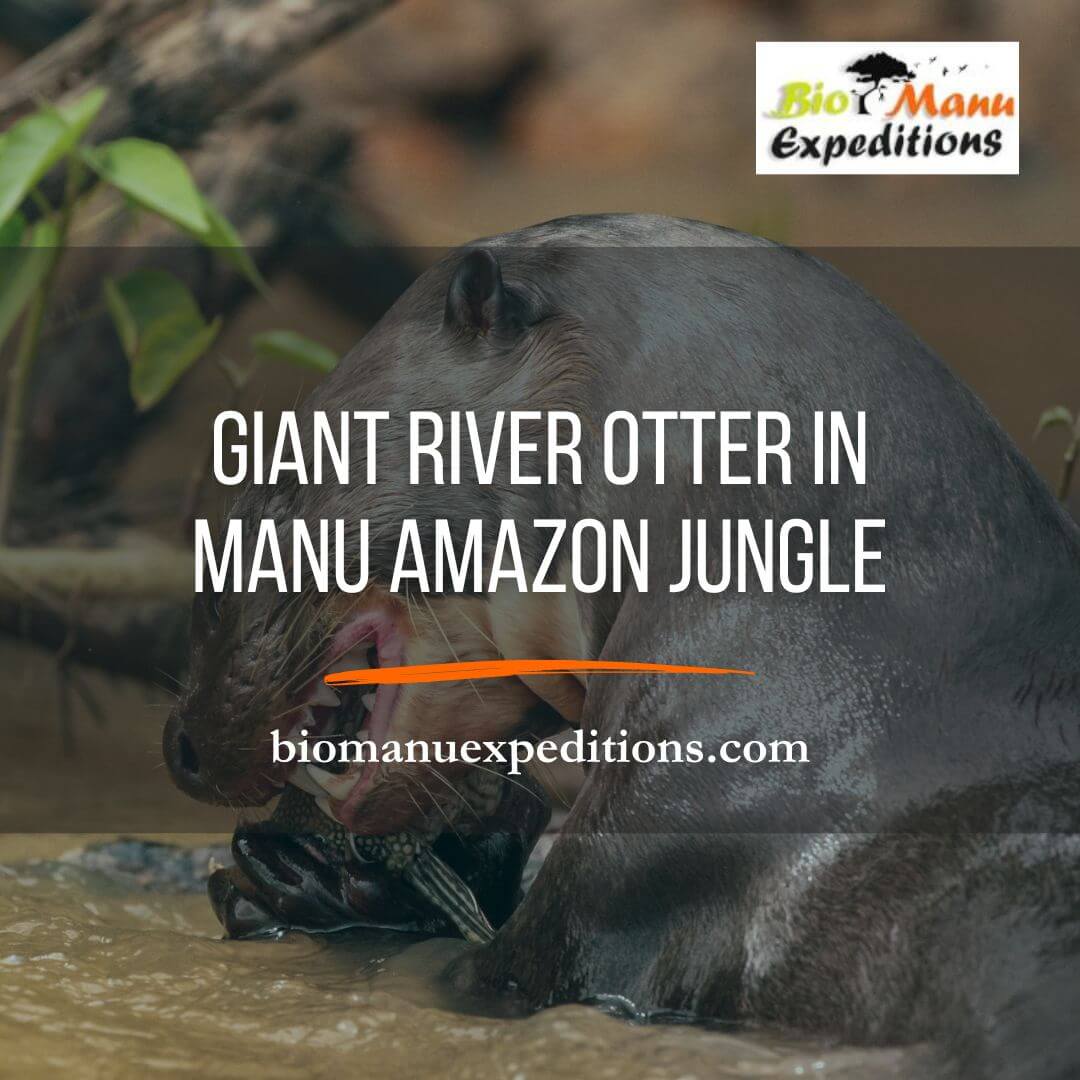 Giant River Otter in Manu Amazon Jungle