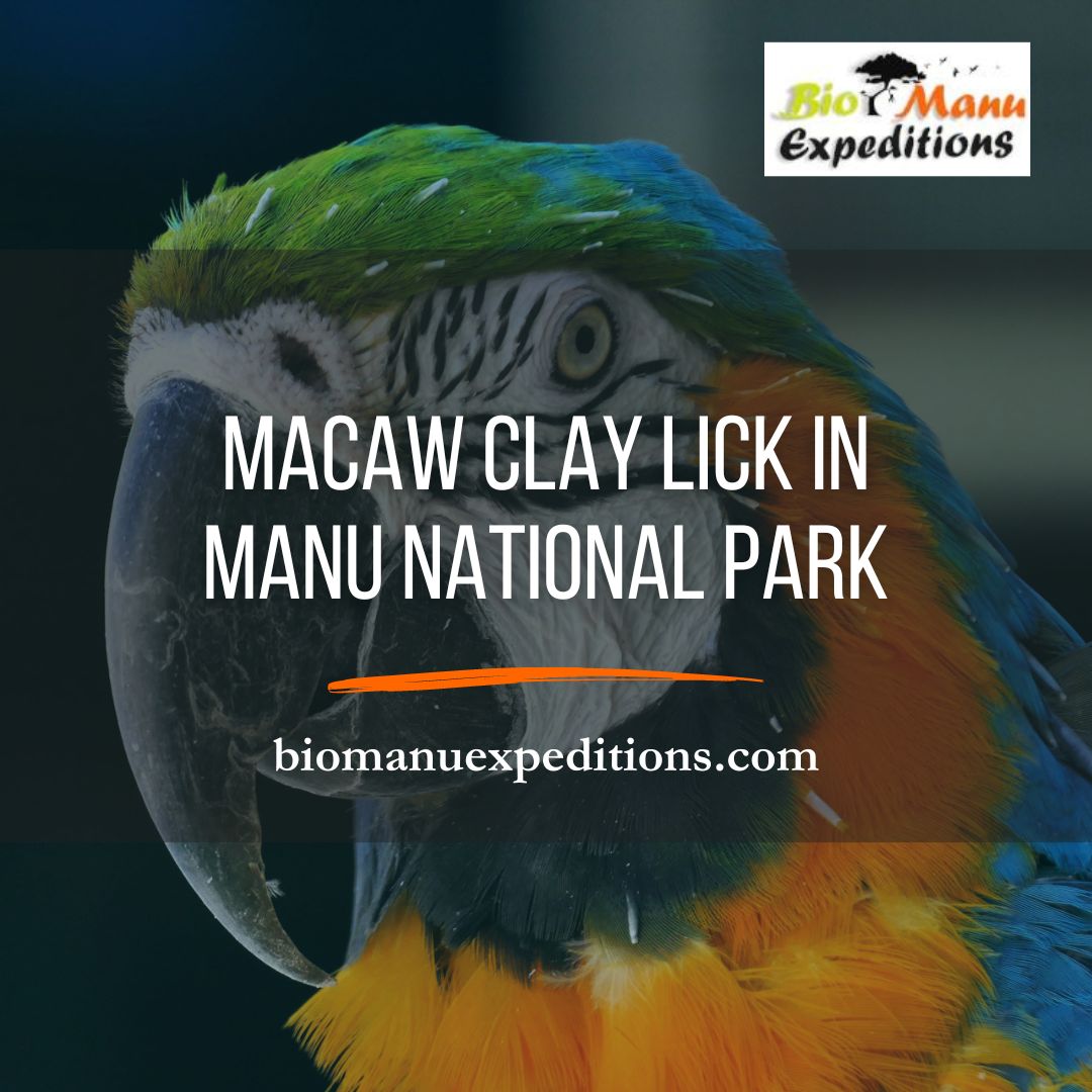 Macaw Clay Lick in Manu National Park