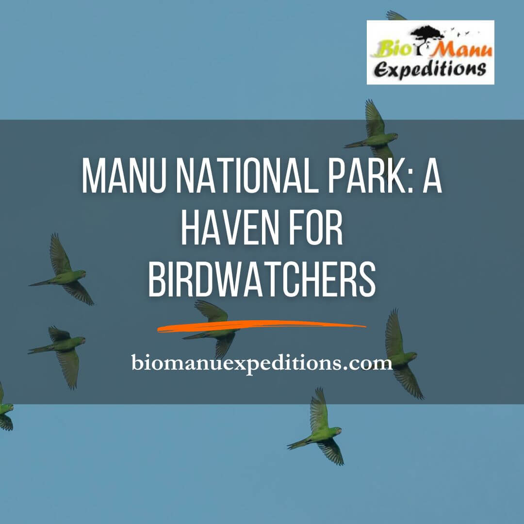 Manu National Park: A Haven for Birdwatchers