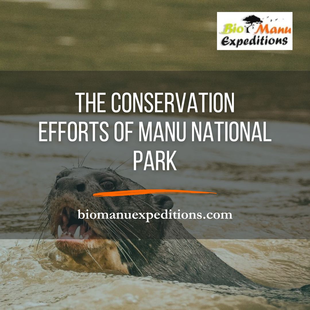 The Conservation Efforts of Manu National Park