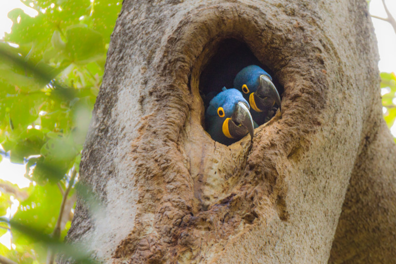 Discover the animals of Manu National Park