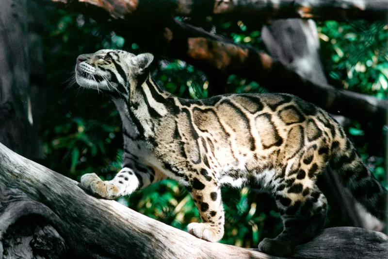 Discover the animals of Manu National Park