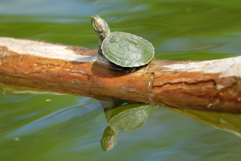 Discover the animals of Manu National Park