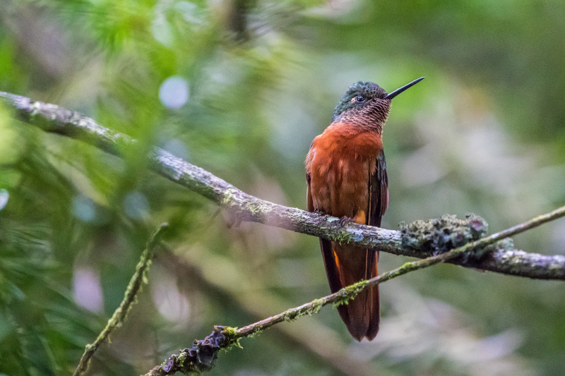 Birding Manu Jungle Peru