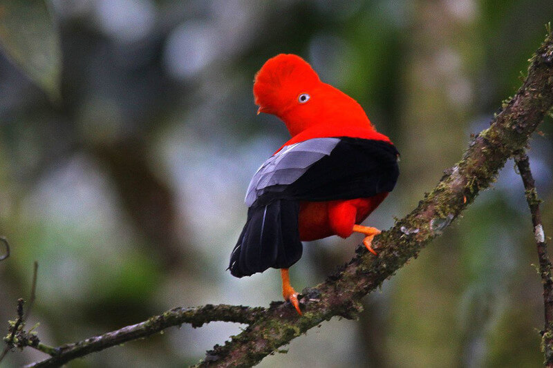 Manu National Park: A Haven for Birdwatchers