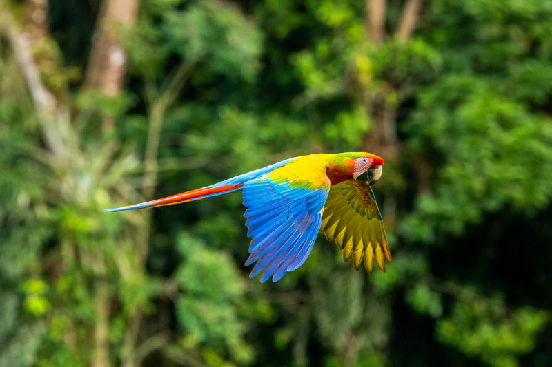 Birding Manu Jungle Peru