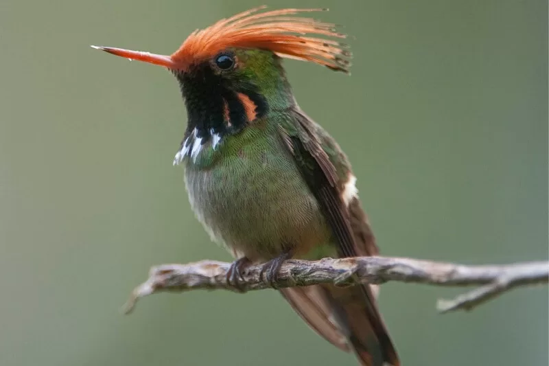 Manu National Park: A Haven for Birdwatchers