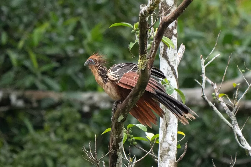 Birding Manu Jungle Peru