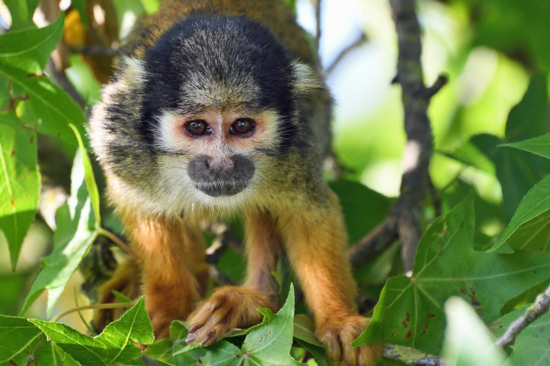 Exploring Manu National Park's Ecosystems