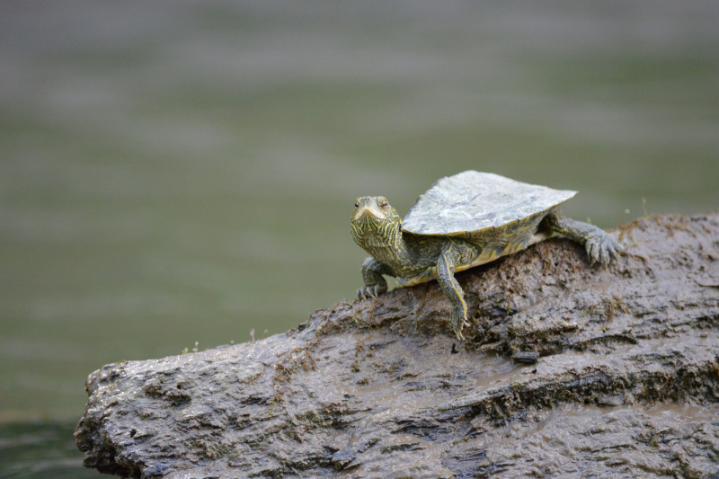 Exploring Manu National Park's Ecosystems