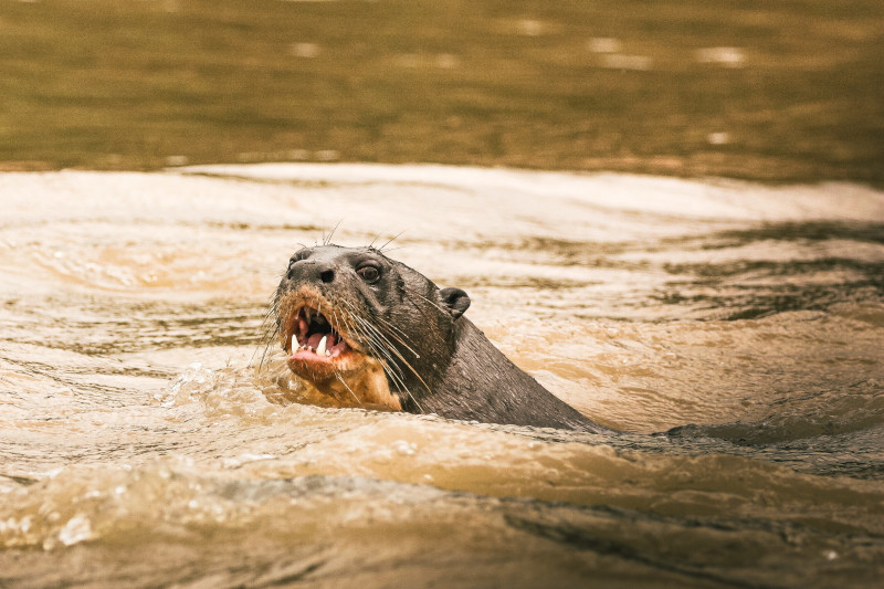 Giant River Otter in Manu Amazon Jungle