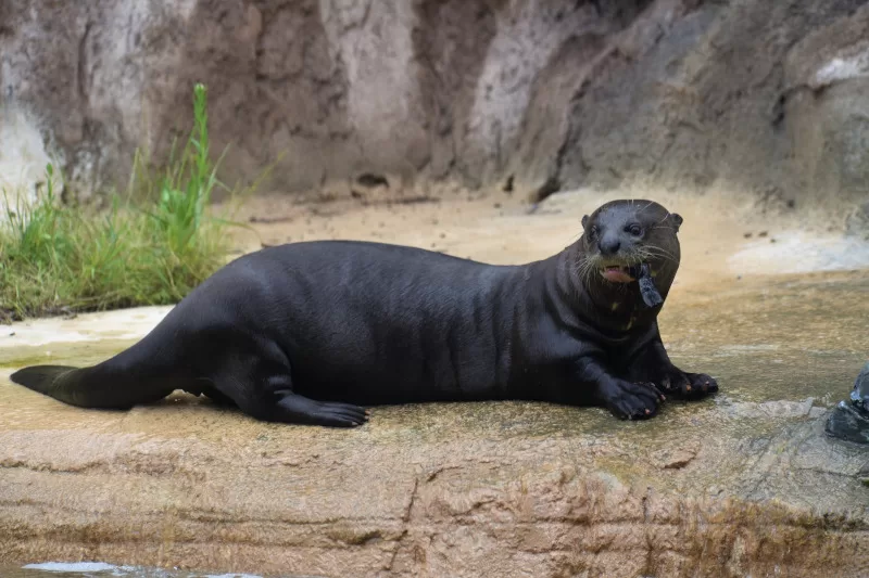 Giant River Otter in Manu Amazon Jungle