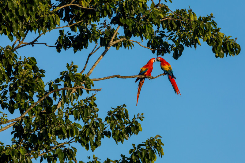 Bio Manu Expeditions