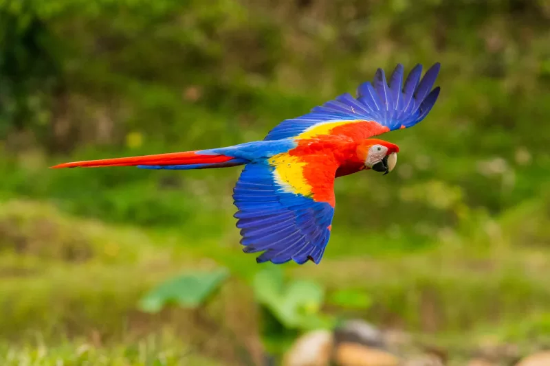 Macaw Clay Lick in Manu National Park