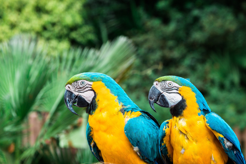 Macaw Clay Lick in Manu National Park