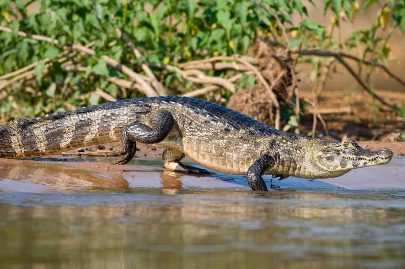 A Comprehensive Guide to Exploring Manu National Park