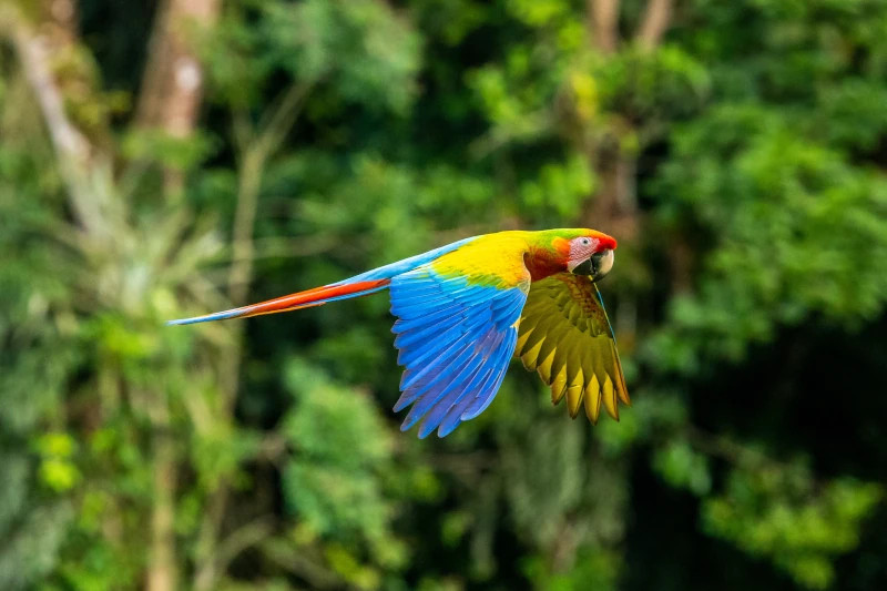 Manu National Park: A Window into Peru's Biodiversity