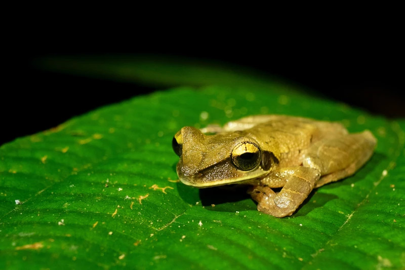 Manu National Park: A Window into Peru's Biodiversity