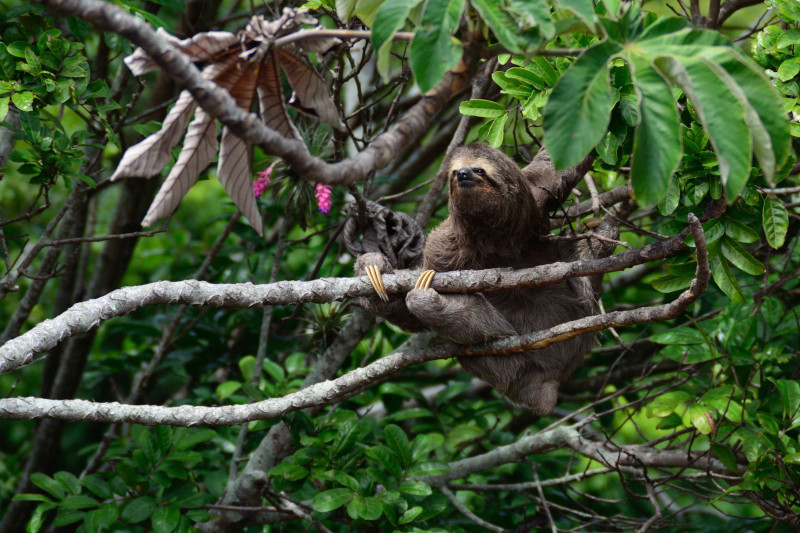 The Conservation Efforts of Manu National Park