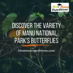 Discover the Variety of Manu National Park’s Butterflies