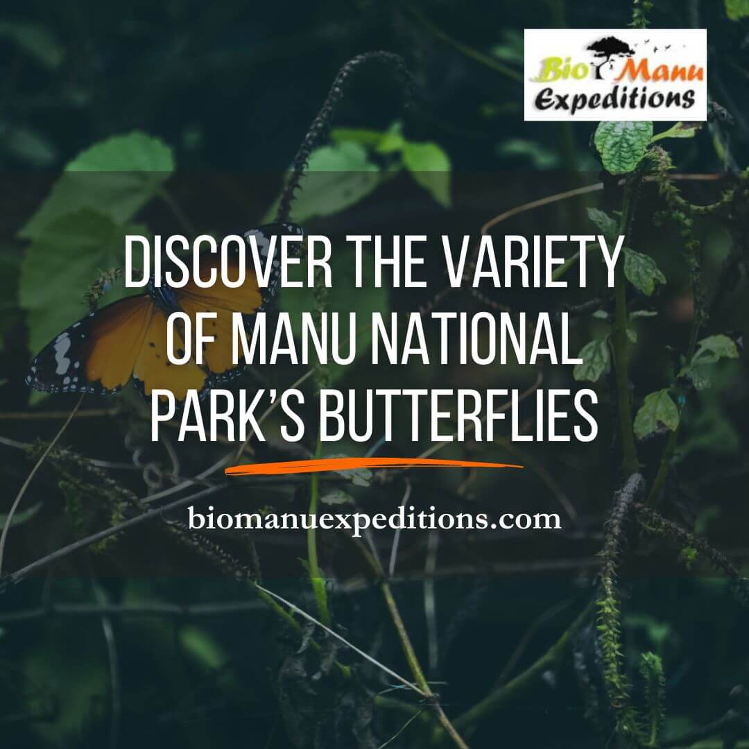 Discover the Variety of Manu National Park’s Butterflies