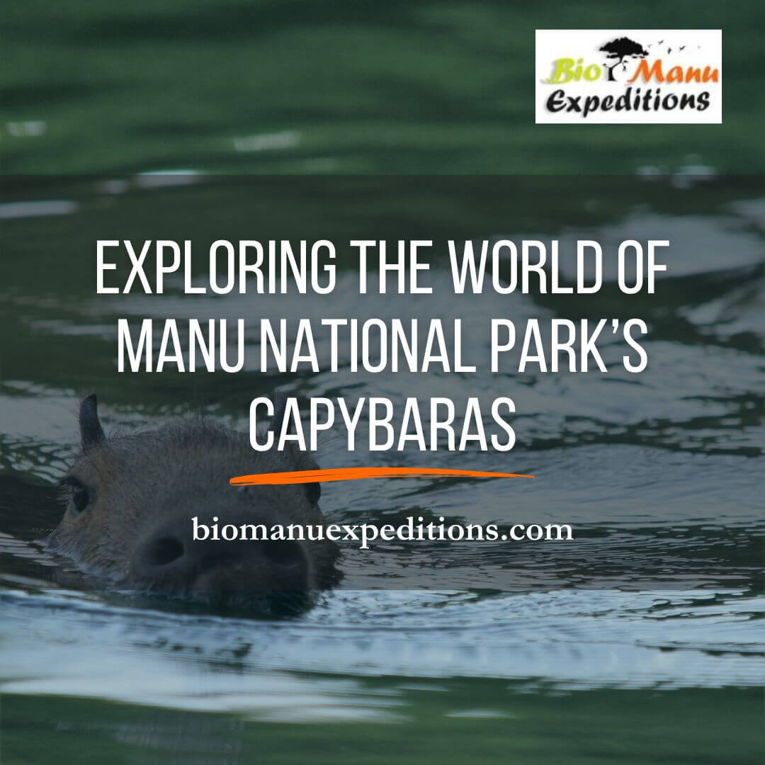 Exploring the World of Manu National Park’s Capybaras