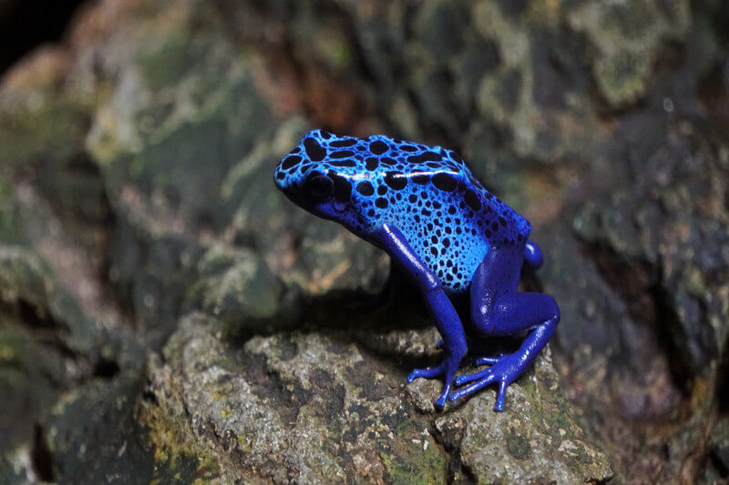 Unveiling the Colorful World of Manu Park's Dart Frogs