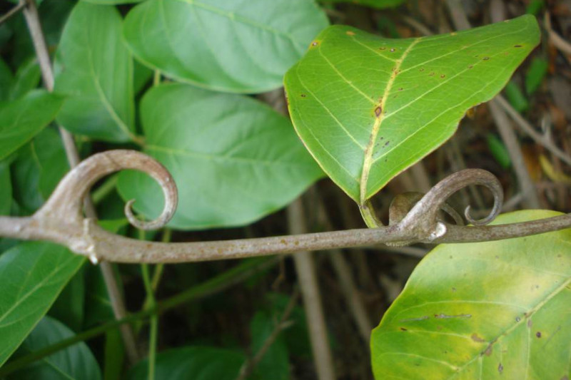 Traditional Medicinal Plants: Healing Secrets of the Peruvian Jungle