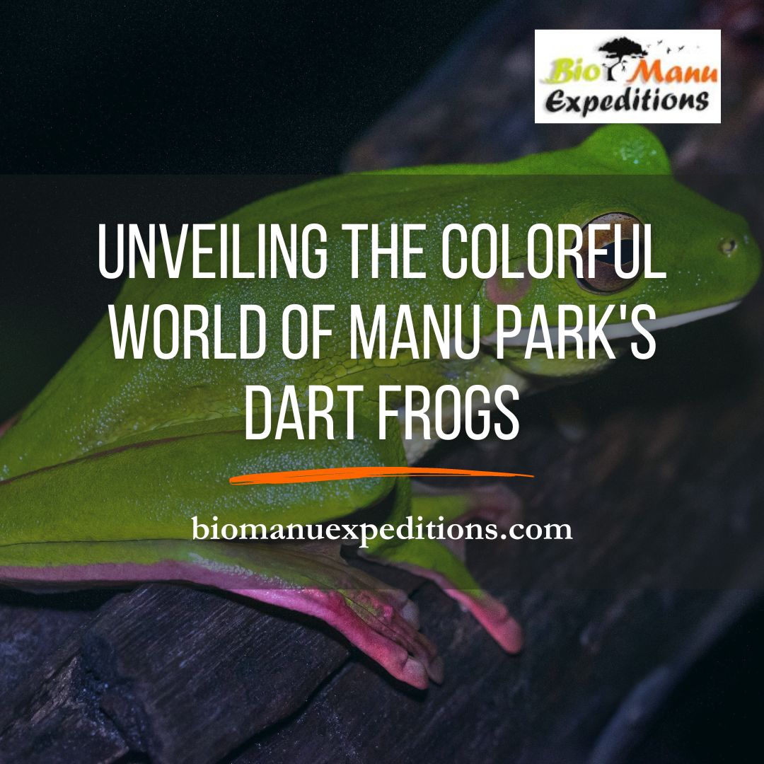 Unveiling the Colorful World of Manu Park's Dart Frogs