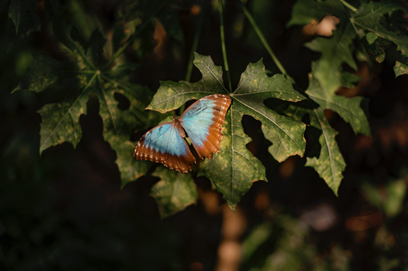 Manu National Park's Butterflies