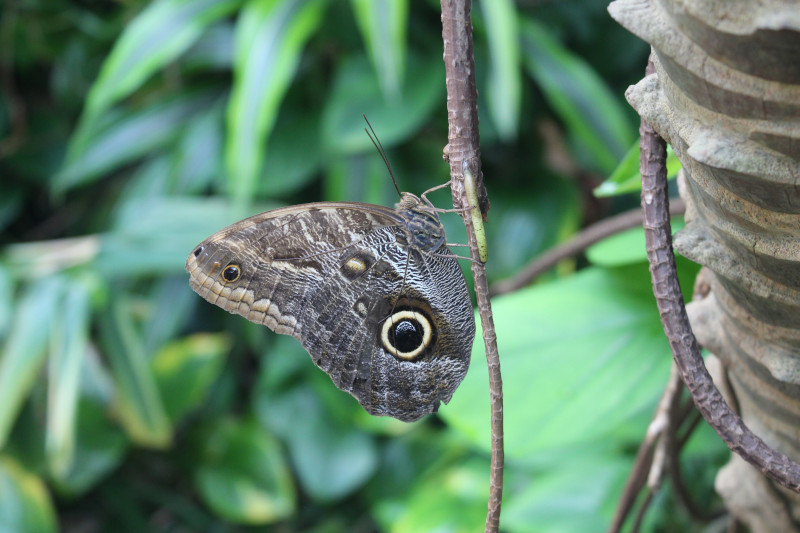 Manu National Park's Butterflies