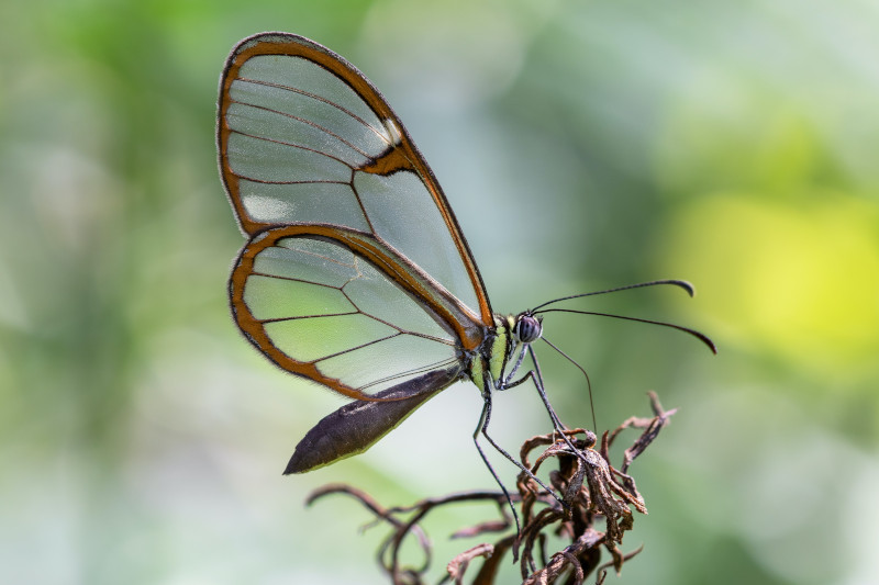 Manu National Park's Butterflies