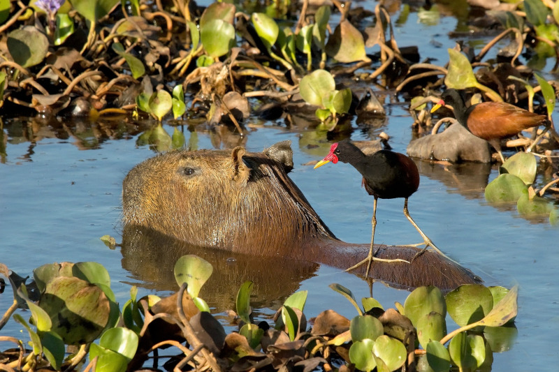 Manu National Park's Capybaras