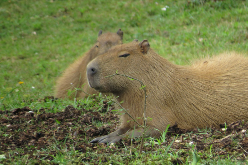 Manu National Park's Capybaras