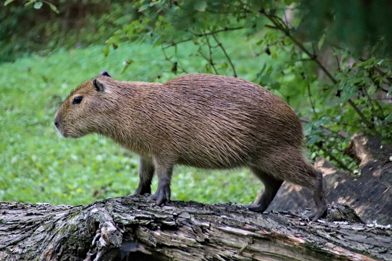 Manu National Park's Capybaras