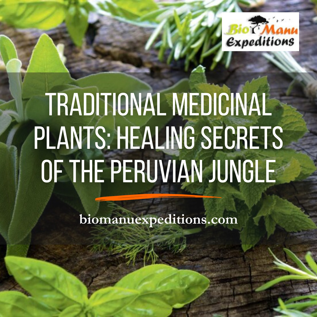 Medicinal Plants: Healing Secrets of the Peruvian Jungle