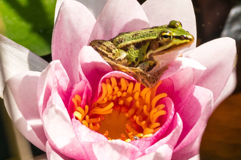 Unveiling the Colorful World of Manu Park's Dart Frogs