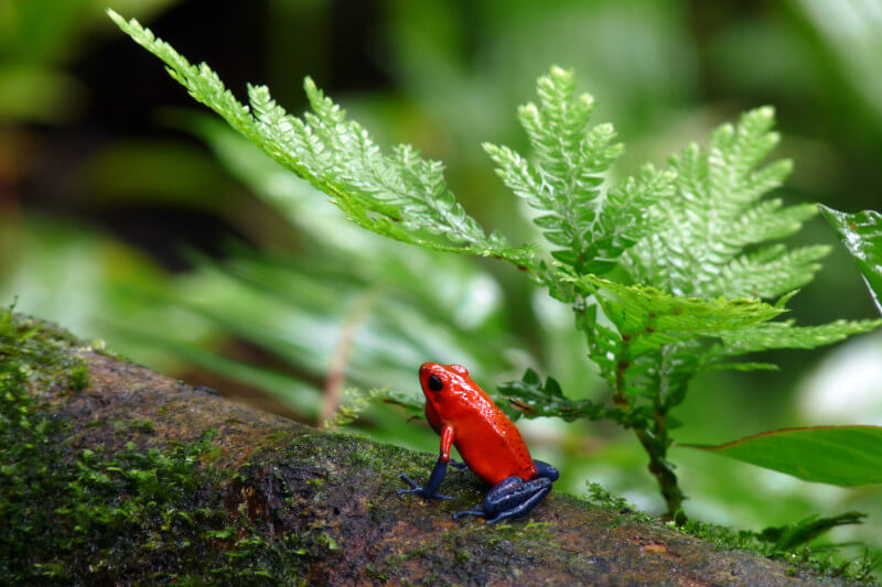 Unveiling the Colorful World of Manu Park's Dart Frogs