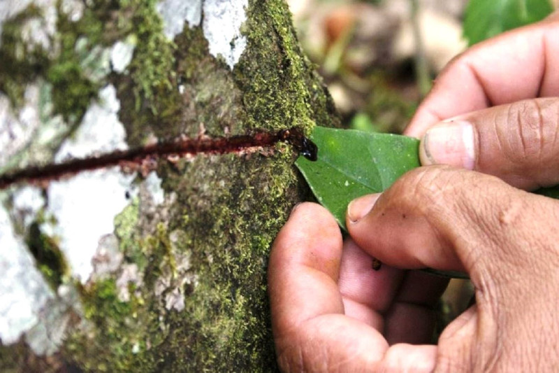 Traditional Medicinal Plants: Healing Secrets of the Peruvian Jungle