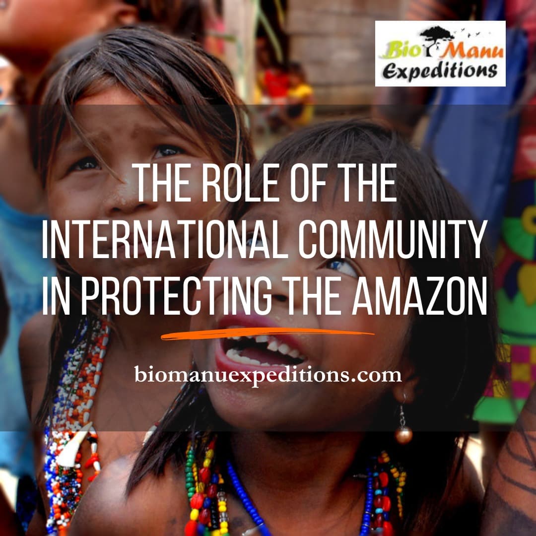 The Role of the International Community in Protecting the Amazon