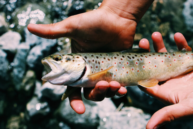 Rustic Fishing Tourism in Manu