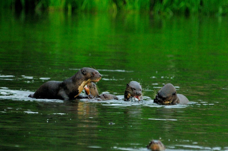 Navigating the Amazon Manu National Park's River Adventures