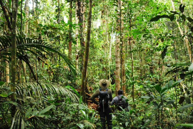 Meditation and Mindfulness Retreats in the Rainforest