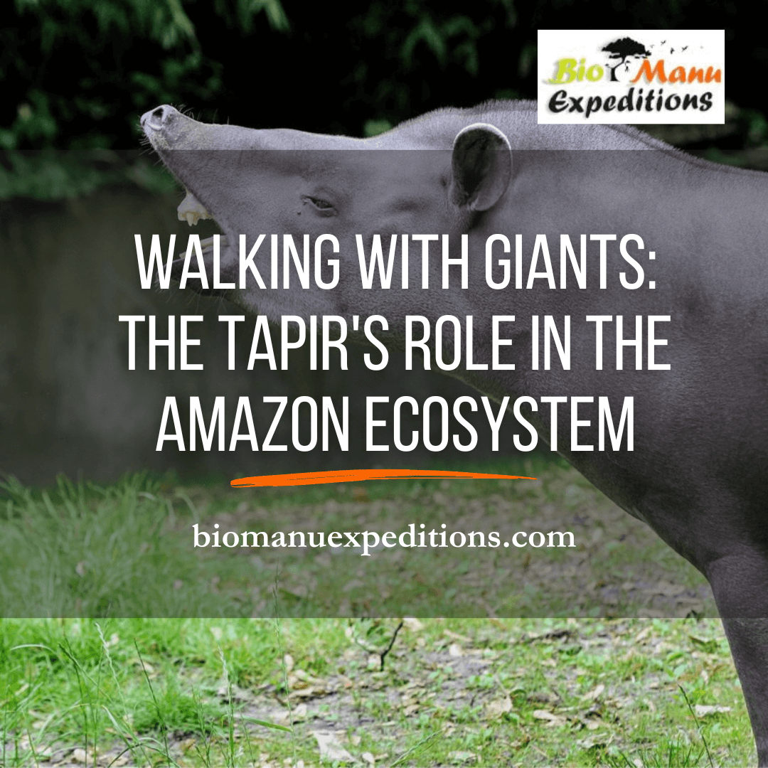 Walking with Giants: The Tapir's Role in the Amazon Ecosystem