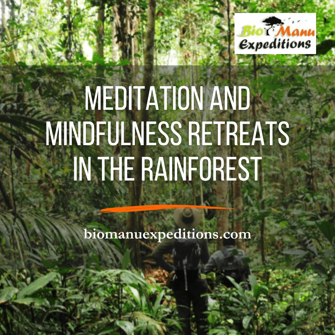 Meditation and Mindfulness Retreats in the Rainforest