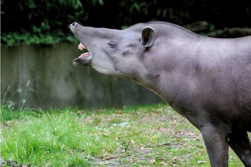 Walking with Giants: The Tapir's Role in the Amazon Ecosystem