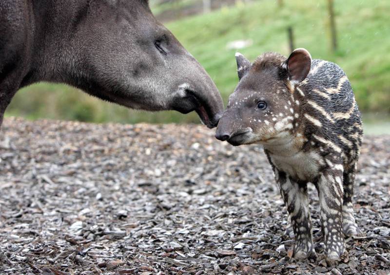 Walking with Giants: The Tapir's Role in the Amazon Ecosystem