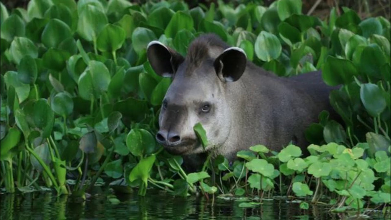 Walking with Giants: The Tapir's Role in the Amazon Ecosystem