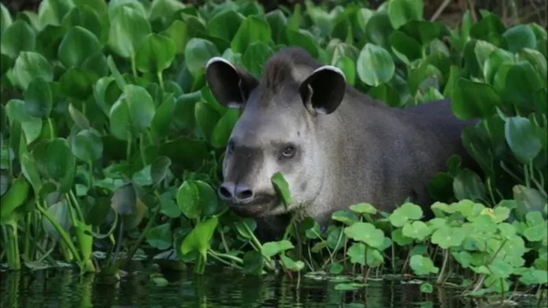 Walking with Giants: The Tapir's Role in the Amazon Ecosystem